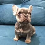 Kompakt Vucut Yapısı Show Kalite French Bebekler