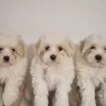 Safkan Maltese Terrier Yavruları A Kalite Orijinal