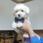 Minyatur Minnaklarım Teslime Hazır