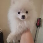 Ayı Surat Bembeyaz 2 5 Aylık Mini Pomeranian Boo Yavrusu