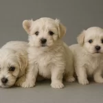 Tuvalet Egitimli Bembeyaz Maltese Terrier Yavruları