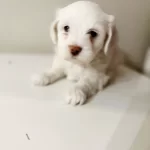 Tuvalet Egitimi Baslamıs Mini Boy