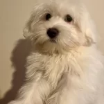 4 Aylık Kar Topu Erkek Maltese Terrier