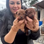 Red Brown Ufacik Poodle Yavrularım