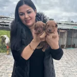 Kilo Garantili Toy Poodle Yavrularım