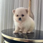 Orıjınal Boo Yavrumuz Kalın Patili Ayıcık