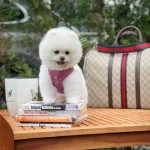 Teddy Bear Pomeranian Boo