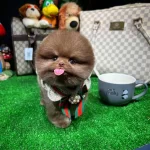 Ozel Cikolata Pomeranian Boo