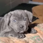 Cane Corso Yavrularımız