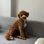 Ev Ortaminda Buyuyen Maltipoo Yavrum