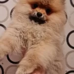 Secereli Disi Tedybear Pomeranian Yavrularımız