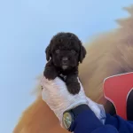 Ozel Renk Kore Chocolate Browne Poodle