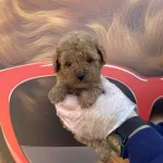 Tea Cup Kore Toy Poodle Yavrularımız