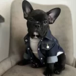 Fransız Buldog Yavrular