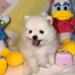 Safkan Orjinal Pomeranian Bebekler