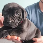 Koca Kafalı Safkan Odullu Cane Corso Blue