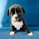 Korsan Maskeli Karakterli Fransız Bulldog Yavrusu