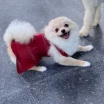 Perosuma Sıcacık Bir Yuva Arıyorum