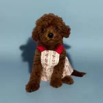 Kore Teacup Soyundan Gelen Oyuncak