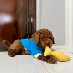 4 Aylık Erkek Toy Poddle Insan Canlısı Yavru