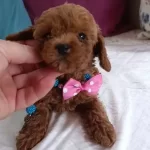 Kore Kan Ev Uretimi Toy Poodle Corlu