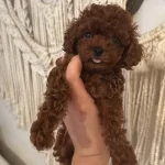 Ev Ortamında Buyuyen Sosyal Ve Kızıl Kıvırcık