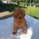 Toy Poddle Saglik Garantili