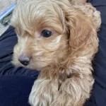 Tuvalet Egitimine Baslamıs Toypoodle