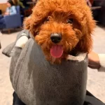 Sevimli Yavrumuz Yuva Arıyor