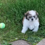 Sevimli Sitsu Bebekler