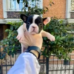 Maskeli Cok Sevimli Ve Sirin French Bulldog Yavrularımız