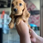 Ev Yasamına Uyumlu Bebek Surat Safkan Cocker Yavrusu