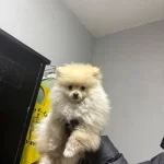 Ayı Surat Pomeranian Boo Sosyal Ortamların Yeni Yıldızı