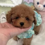 Safkan Toy Poodle Bebeklerimiz