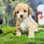 Sevimli Maltipoo Yavrumuz
