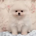 Pamuk Seker Pomeranian Boo Yavrularımız