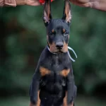 Irk Garantili King Doberman Yavrularımız
