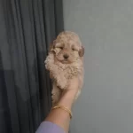 Tuvalet Eğitimli Minyatur Maltipoo