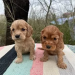 Ipeksi Kızıl Tonlarıyla Safkan Cockerlar