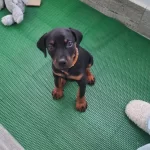 Yakisikli Erkek 2 5 Aylık