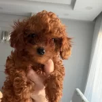 Fincan Boyutunda Sosyal Kelebek Poodle