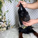 Operasyonlu Siyah Ve Kızıl Doberman