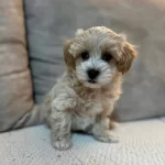 Kore Yuz Yapılı Maltipoo Yavruları