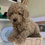 Toy Poodle Bebeklerimiz Sizi Bekliyor