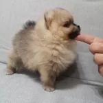 Ayı Surat Pomeranian Boo Sosyal Ortamın Yeni Yıldızı