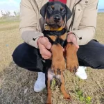 Komut Bilen Tuvalet Egitimi Baslamıs Doberman Yavrusu