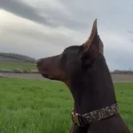 Kaslı Formuyla Goz Kamaştıran Kahverengi Doberman