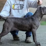 Secereli Full Asılı Cane Corso Yavrular