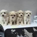 Antialerjik Kurklu Sosyal Maltese Terrier Yavruları