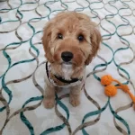 Eğitimli Ve Sosyal Maltipoo